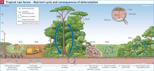 Maps Tropical Rainforest Nutrient Cycle And Consequences Of 