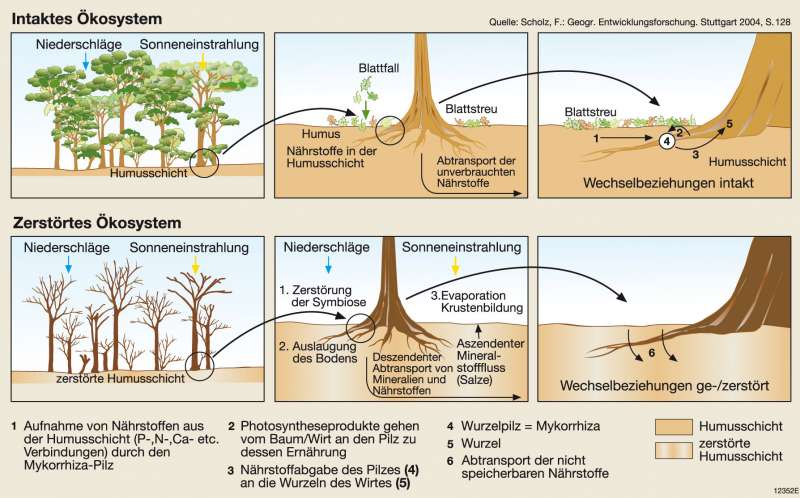 download über das vitamin c in kuh und frauenmilch und die möglichkeit der herstellung