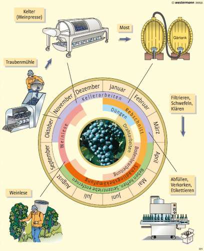 Diercke Karte Weinanbau-Zyklus