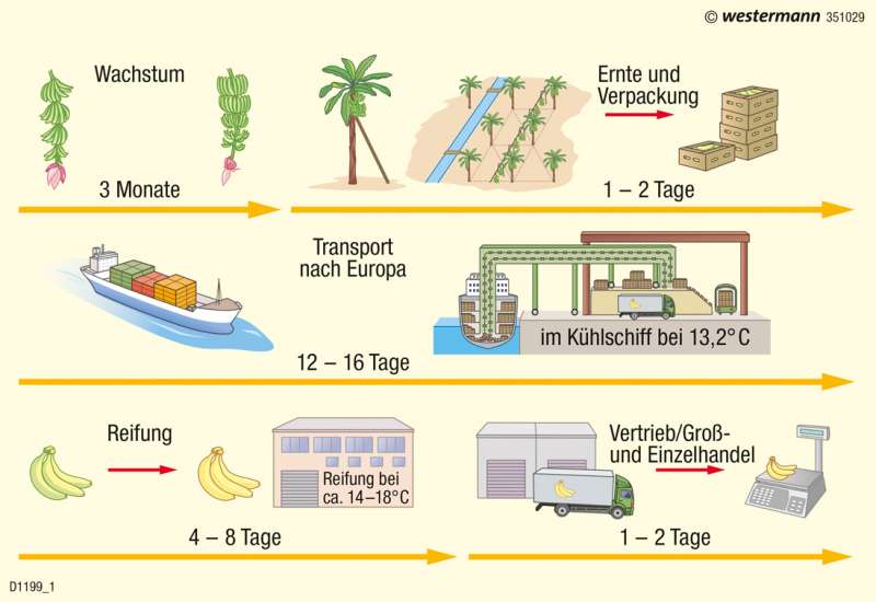 Der Weg von Bananen zum Verbraucher |  | Wirtschaft | Karte 159/2