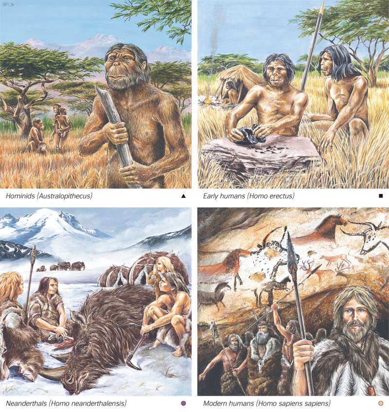  | Ancestors of humankind | Prehistory | Karte 26/1