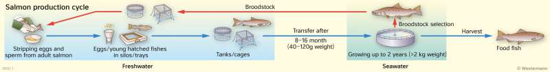  | Salmon production cycle | Resources | Karte 78/1