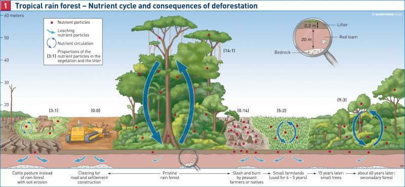 Tropical rainforest — Nutrient cycle and consequences of deforestration |  | South America | Karte 150/1